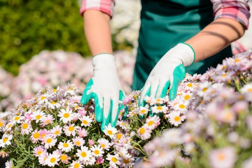 Professional landscape gardening service in Plumstead
